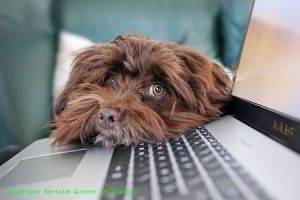 Tête de chien sur le clavier